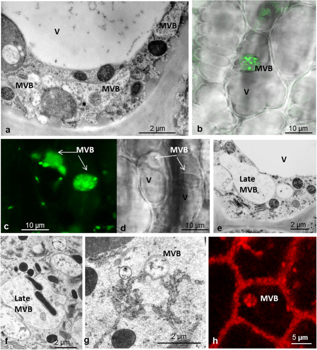 Fig. 10