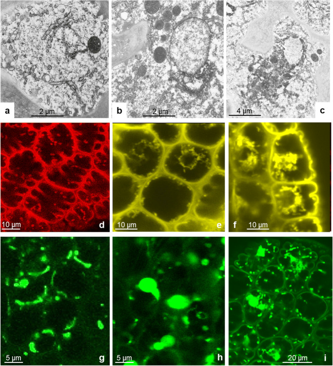 Fig. 9