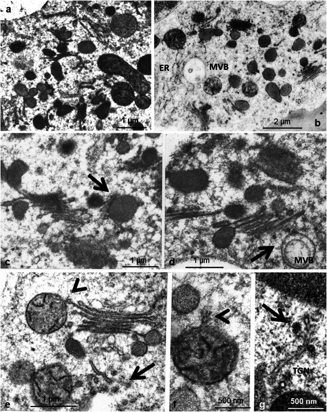 Fig. 5