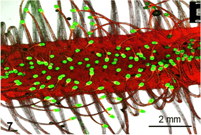 Fig. 7