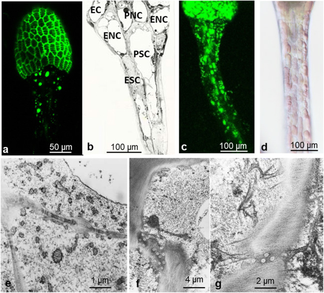 Fig. 11