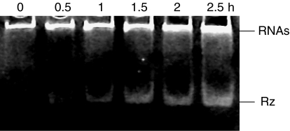 Fig. 3