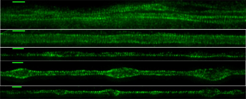 Figure 4—figure supplement 2.