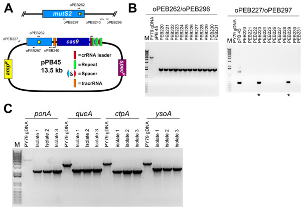 Figure 6.