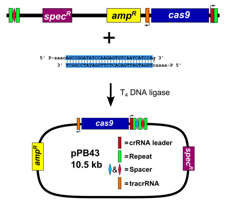 Figure 3.