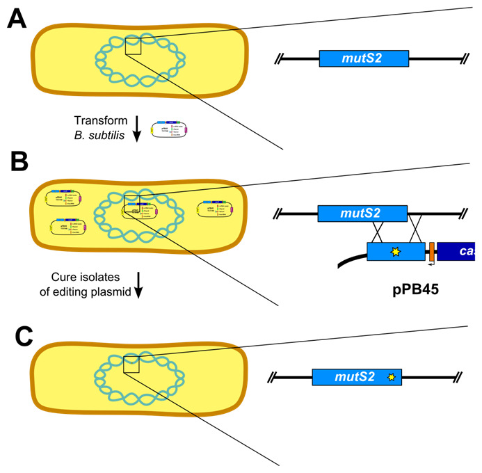 Figure 5.