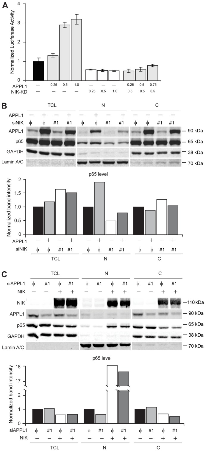 Fig. 7.