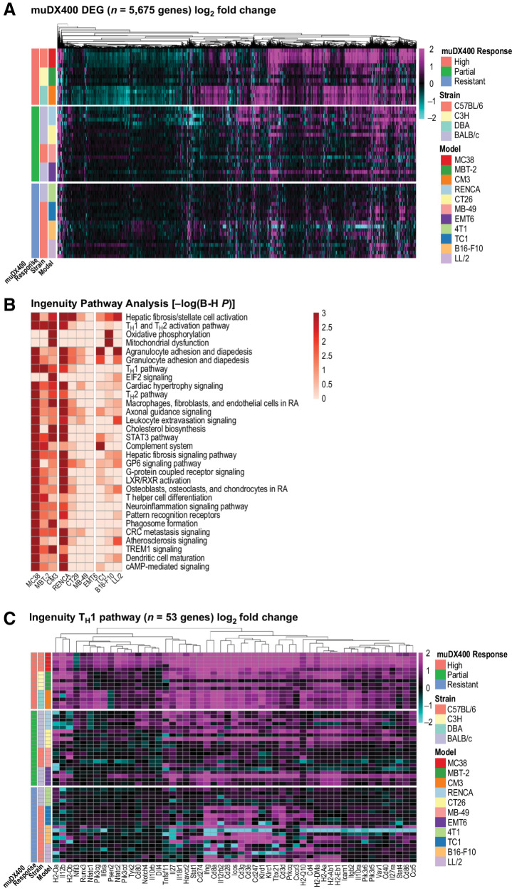 Figure 2. GEP of syngeneic tumor models following treatment with anti-PD-1 (muDX400). A, RNA sequencing of bulk tumors excised from syngeneic tumor models following single-agent treatment with 5 mg/kg muDX400 or muIgG1 isotype control antibody, 4 days after the second dose. Shown in the heat map are the 5,675 genes differentially regulated by muDX400 compared with isotype control antibody in any of the 11 tumor models (1.5× and FDR <0.05, base mean >20; see Supplementary Table S3). The color gradient represents the log2-fold change of each mouse (each row) treated with muDX400 compared with the corresponding pooled control mice treated with muIgG1 isotype control antibody at baseline (±log2-fold). Sample details (such as barcodes and replicate numbers) are shown in Supplementary Table S1. B, Ingenuity Pathway Analysis of the 5,675 genes (comparison analysis) identified the canonical pathways most significantly regulated by muDX400 treatment across the syngeneic tumor models. Shown in the heat map are the top 30 pathways. muDX400 did not result in significantly enriched pathways in the 4T1 model, which was therefore excluded from the heat map. The color gradient represents pathway enrichment P values. C, Shown in the heat map are the genes in the TH1 Ingenuity canonical pathway (log2-fold change of muDX400 treatment compared with isotype control). The color gradient is as shown in A. B-H P, Benjamini–Hochberg P value; DEG, differentially expressed genes; FDR, false discovery rate; GEP, gene expression profile; muIgG1, mouse immunoglobulin G1; PD-1, programmed death 1; TH1, type 1 helper T cell.