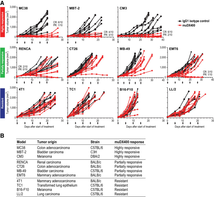 Figure 1. Differential responsiveness to anti-PD-1 therapy (muDX400) in syngeneic tumor models. A, Spider plots depicting tumor growth across syngeneic tumor models classified as highly responsive (>70% TGI with multiple CRs), partially responsive (30%–70% TGI with occasional CRs), or resistant (<30% TGI) to murinized rat anti-mouse PD-1 DX400 antibody muDX400. CR (absence of detectable tumor) and PR (>30% tumor shrinkage) are specified. Single-agent treatment with 5 mg/kg muDX400 or 5 mg/kg muIgG1 isotype control was administered when subcutaneous tumors reached 100 mm3 on average, denoted as day 0. Black arrows indicate specific dates on which doses were administered intraperitoneally, with dosing every 5 days for up to 5 total doses. Data shown are representative of at least 10 independent experiments with n ≥ 10 mice per group. B, Summary of muDX400 response categorization including tumor origin and mouse strain for each syngeneic tumor model. CR, complete response; muIgG1, mouse immunoglobulin G1; PD-1, programmed death 1; TGI, tumor growth inhibition.