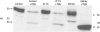 <b>Figure 4.</b>