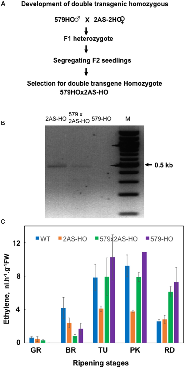 FIGURE 4