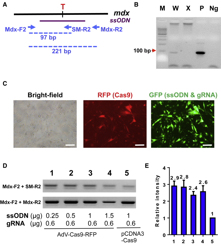 Figure 3