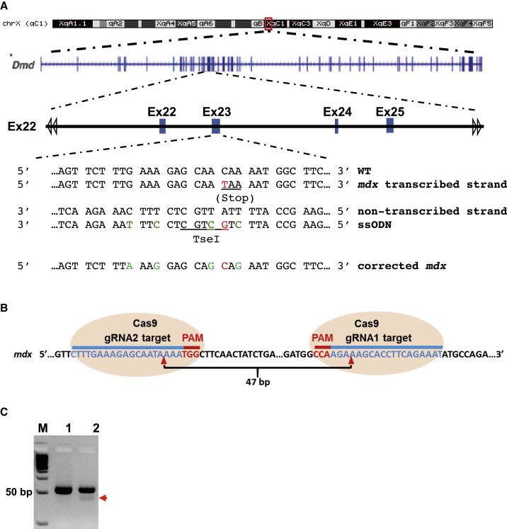 Figure 2