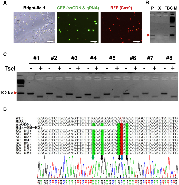 Figure 4