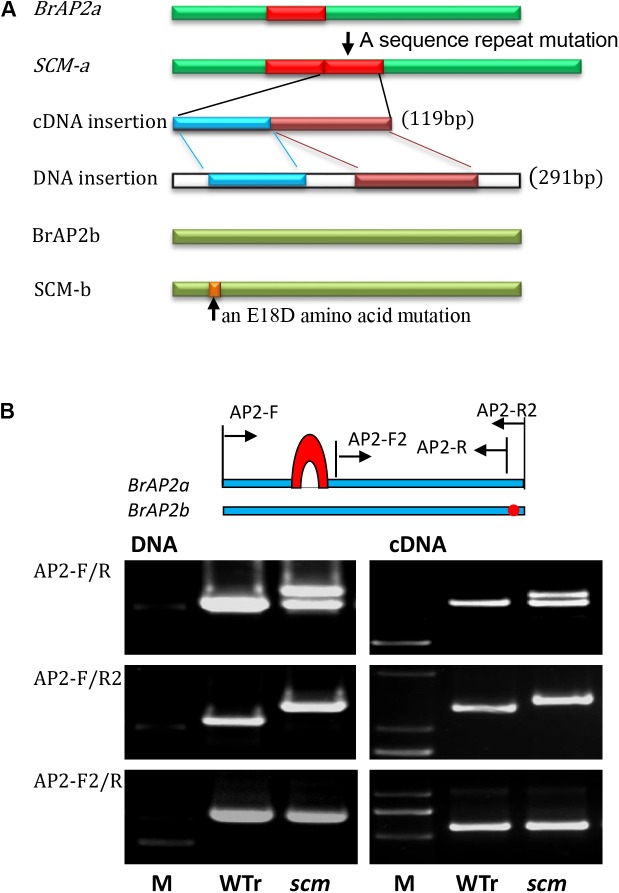 FIGURE 3