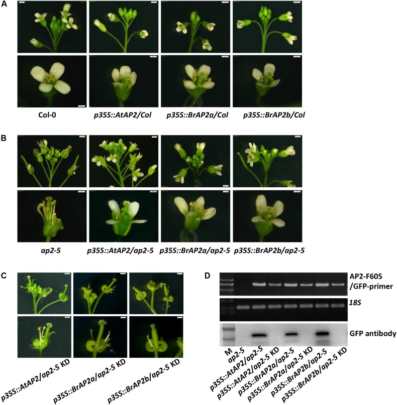 FIGURE 4