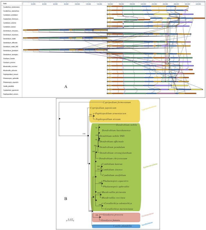 alignment_phylogeny