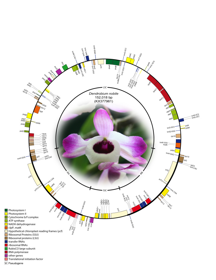 Genes shown inside the circle are transcribed clockwise, and genes shown outside the circle are transcribed counterclockwise. Genes belonging to different functional groups are colour-coded. A pair of inverted repeats (IRA and IRB) separates the genome into large single-copy (LSC) and small single-copy (SSC) regions in the inner circle; ψ indicates an ndh pseudogene.