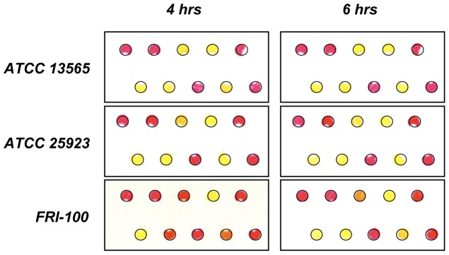 Figure 5