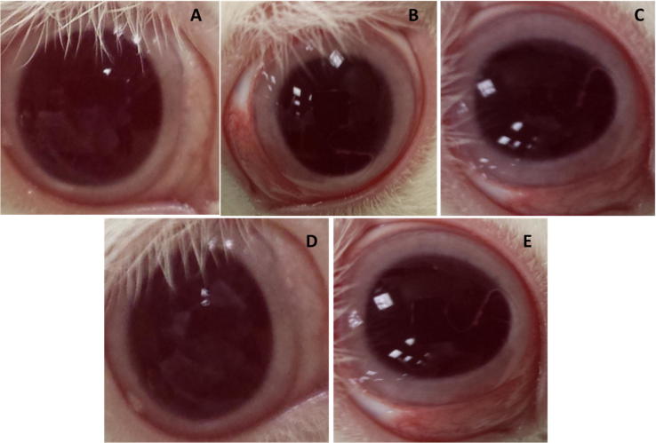 Fig. 4