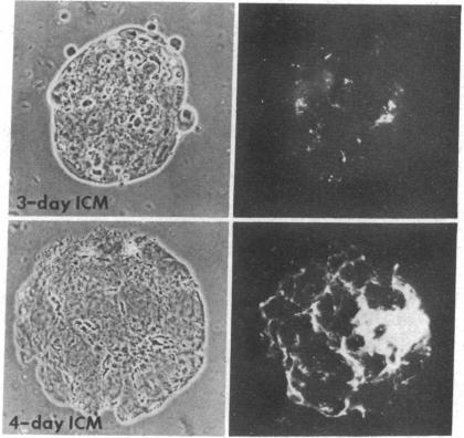 graphic file with name pnas00017-0277-a.jpg