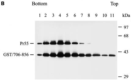 FIG. 8.