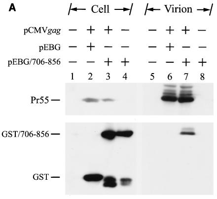 FIG. 8.