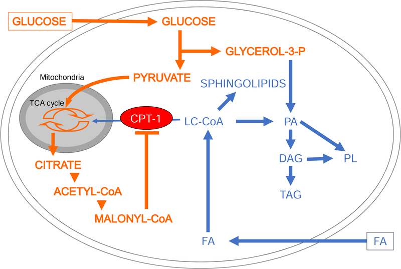 Figure 5: