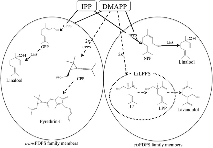 FIGURE 1.