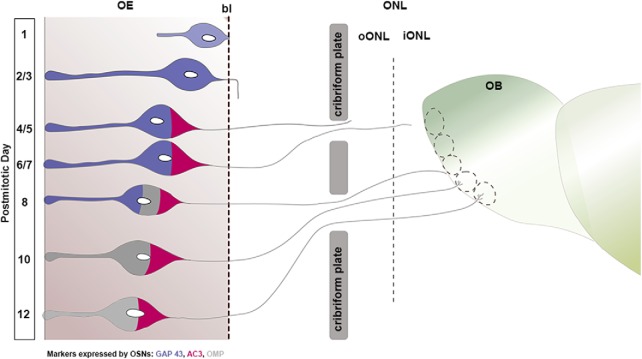 Figure 11.