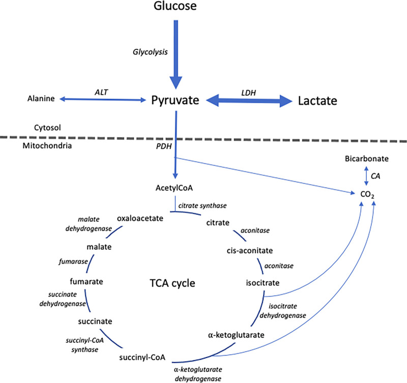Simplified schematic of the major metabolic pathways that can be investigated with hyperpolarized [1–carbon 13]pyruvate MRI. ALT = alanine transaminase, CA = carbonic anhydrase, CoA = coenzyme A, LDH = lactate dehydrogenase, PDH = pyruvate dehydrogenase, TCA = tricarboxylic acid.