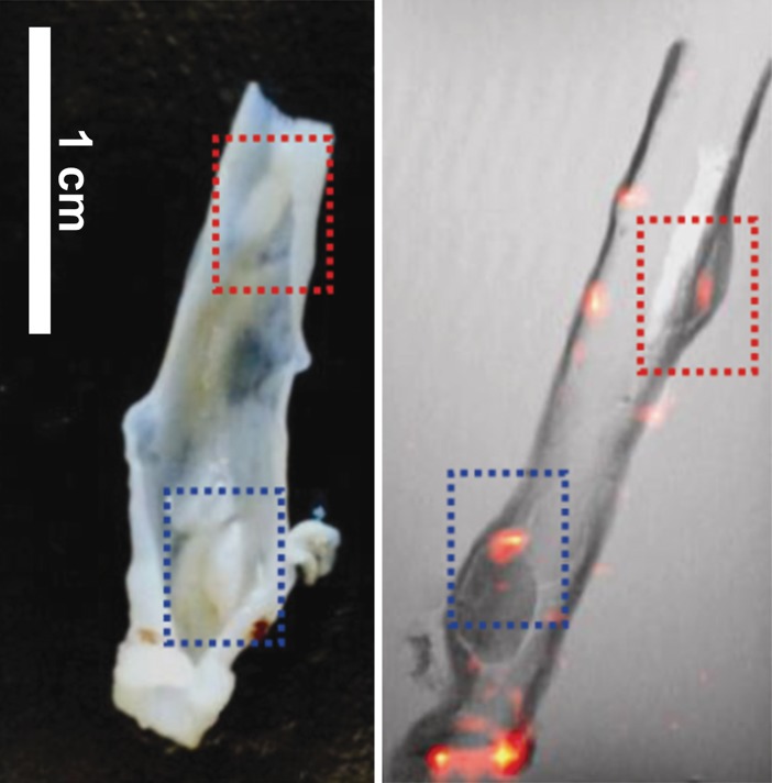 Figure 2c: