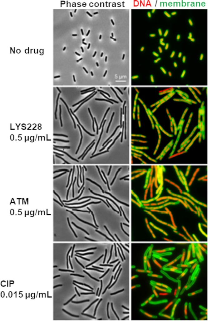 FIG 3