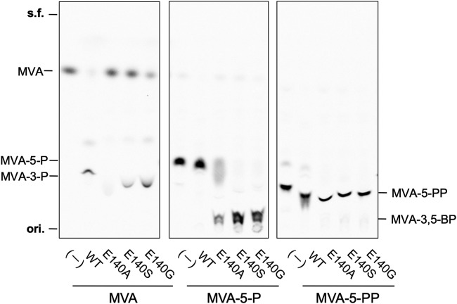 FIG 3