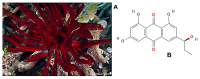 Figure 24