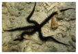 Figure 27