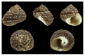 Figure 20