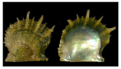 Figure 19