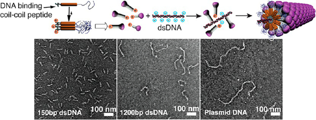 graphic file with name nihms-2083877-f0001.jpg