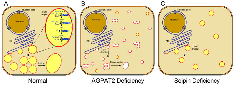 Fig. 3