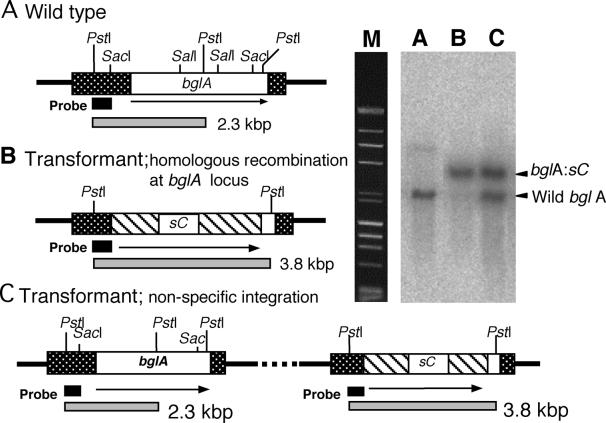 FIG. 6