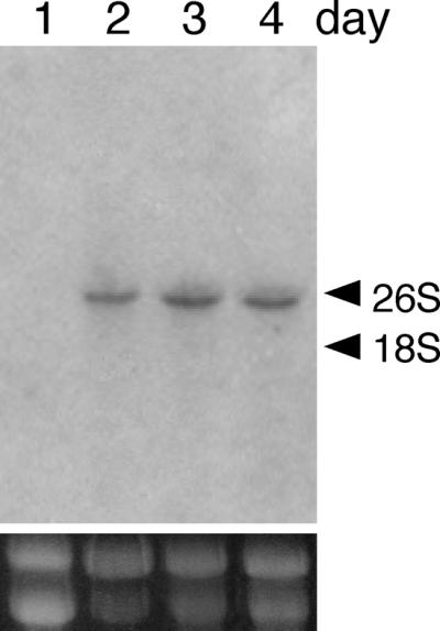 FIG. 1