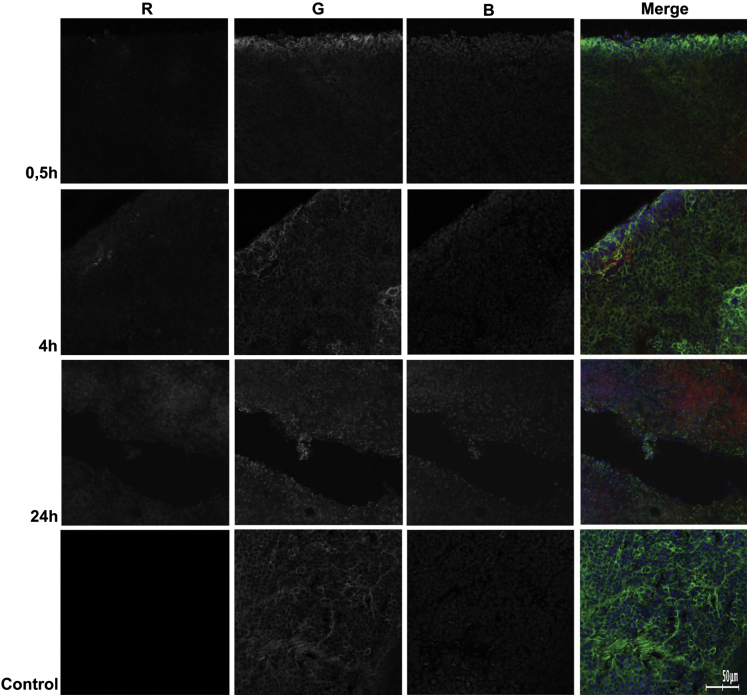 Figure 4