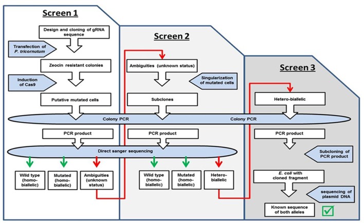 FIGURE 2