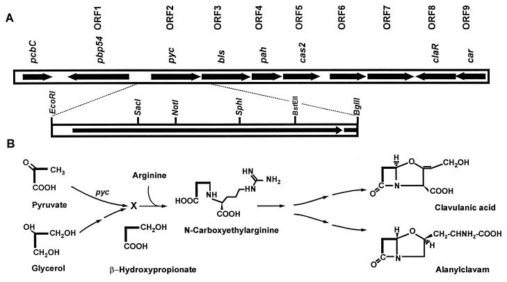 FIG. 1