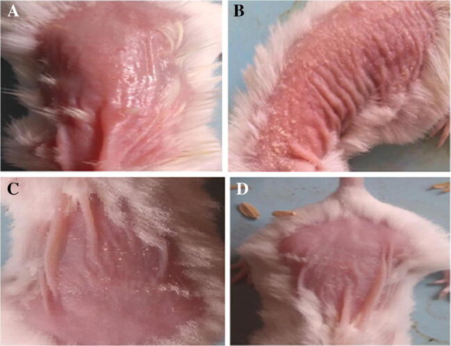 Fig. 8