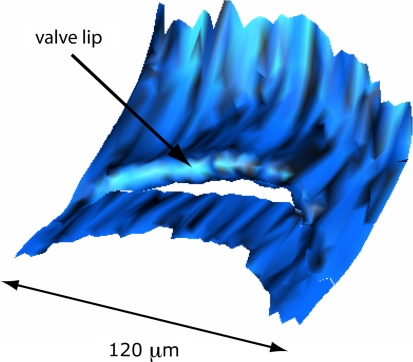 Fig. 3