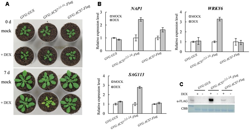 FIGURE 3