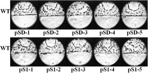 Figure 5