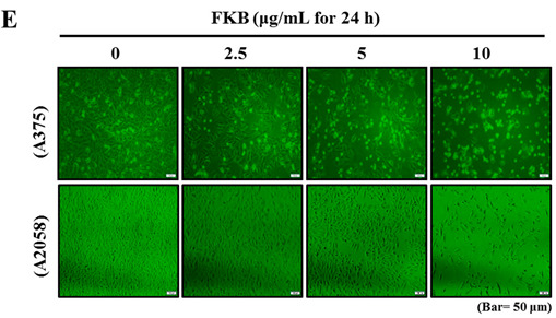 graphic file with name cancers-13-00303-i002.jpg